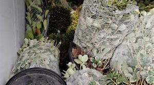 plant damage